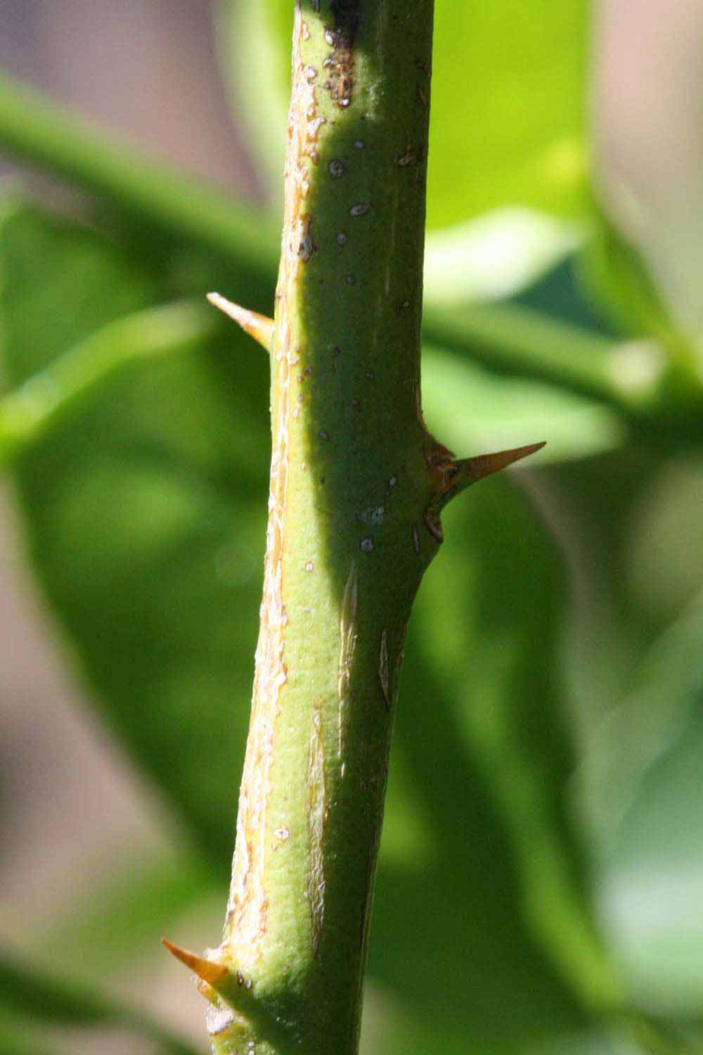            First year twig (Riverside, CA)   